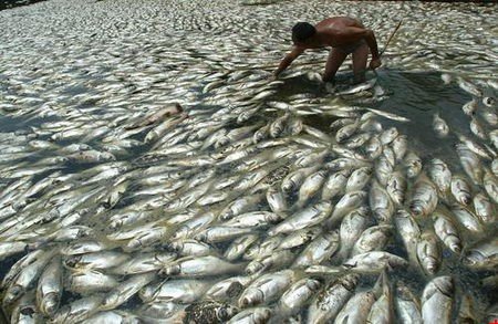 水污染致大量魚類死亡養(yǎng)殖戶損失慘重