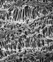 美國密理博Millipore PTFE聚四氟乙烯表面濾膜 美國密理博Millipore PTFE聚四氟乙烯表面濾膜