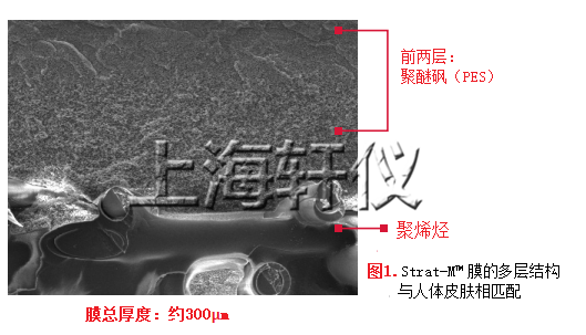 Strat-M?Membrane人工皮膚膜Franz膜結(jié)構(gòu)